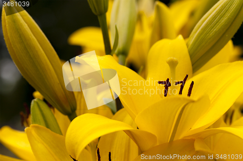 Image of yellow lily 