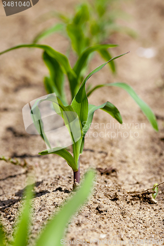 Image of corn sprout  