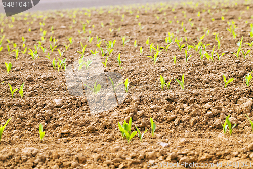Image of corn sprouts 