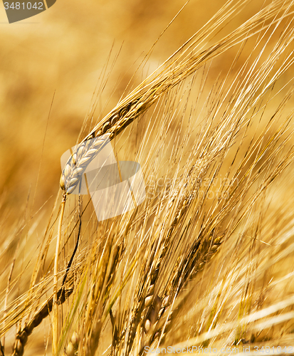 Image of rye ears 