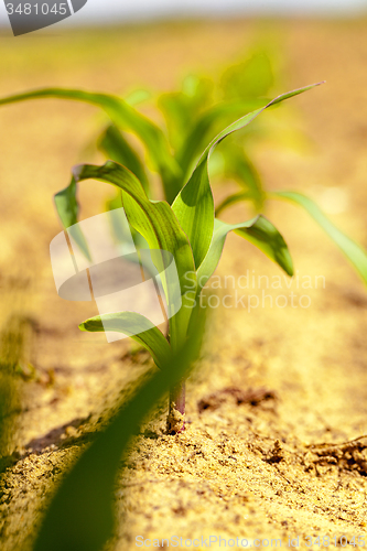 Image of corn sprout  