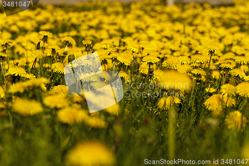 Image of dandelions 