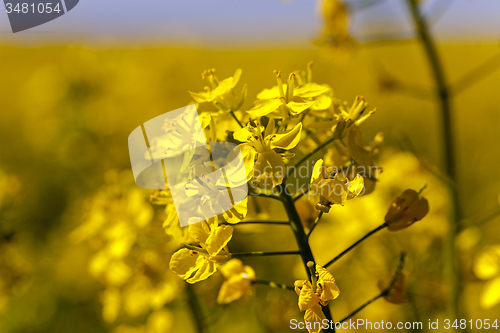 Image of blossoming colza  