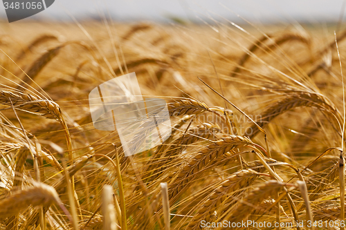 Image of mature cereals 