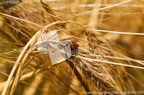 Image of ladybug 