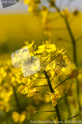 Image of colza flower  