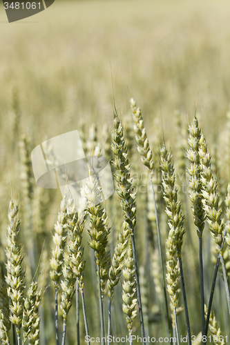 Image of green rye  