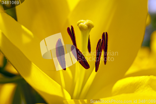 Image of lily. macro