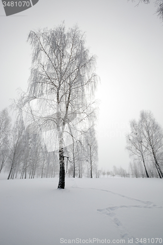 Image of trees in the winter  