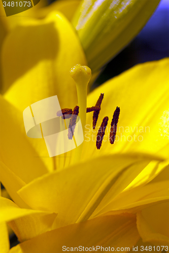 Image of yellow lily  