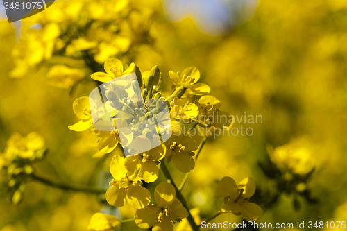 Image of blossoming colza  