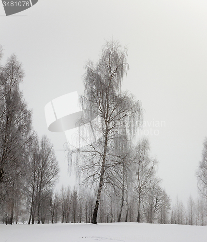 Image of trees in the winter  