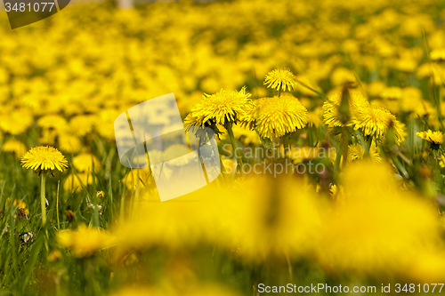 Image of dandelions 