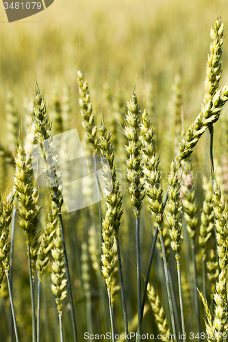 Image of unripe rye  