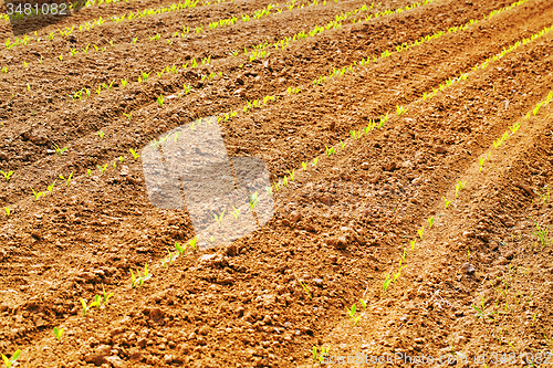 Image of green corn 