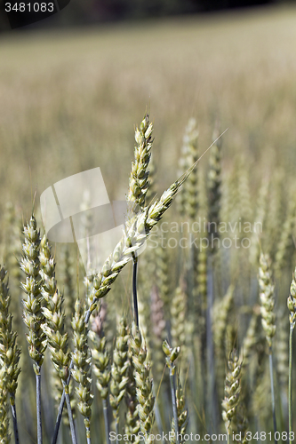 Image of green rye 