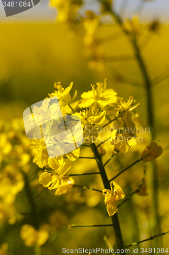 Image of blossoming colza  