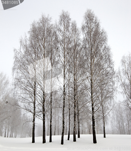 Image of trees in the winter  