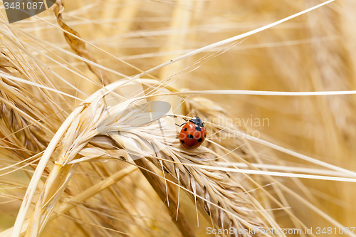 Image of ladybug  