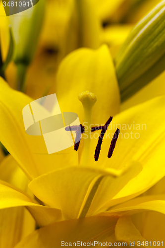 Image of yellow lily  