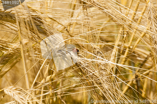 Image of mature cereals 