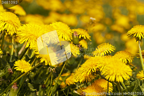 Image of dandelions  