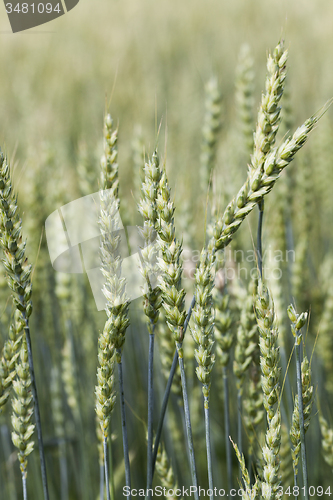 Image of green rye 