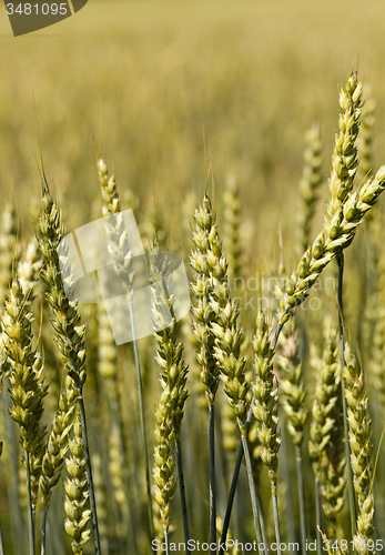 Image of green rye  