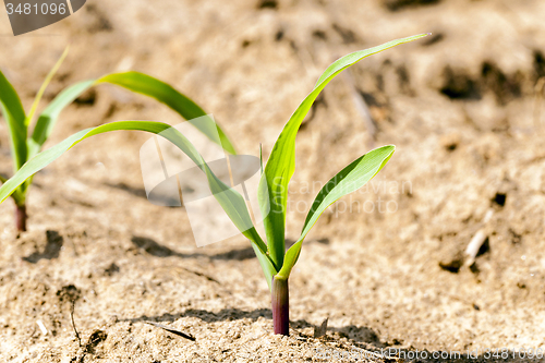 Image of corn sprout 