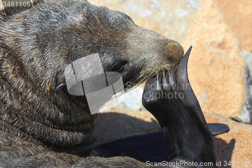 Image of Australian Fur Seal (Sea Lion)