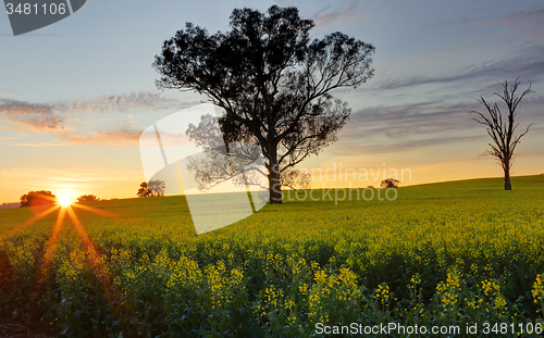 Image of Morning sunrise over Canola