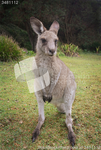 Image of Kangaroo Macropus giganteus
