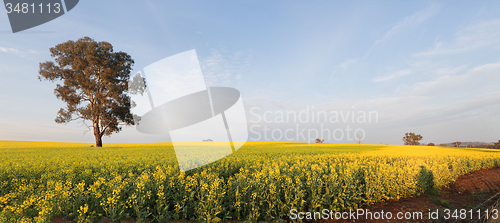 Image of Morning light over Canola Field