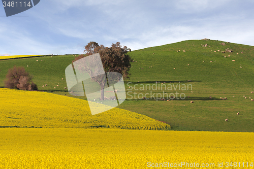 Image of Agricultural Farmlands