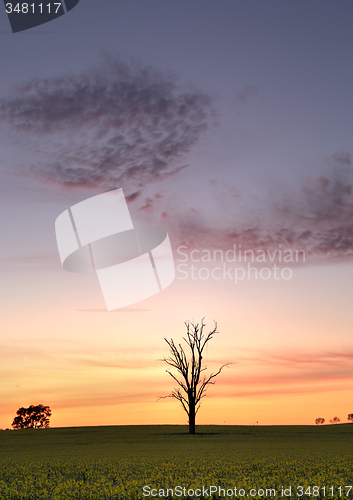 Image of Dawn skies over Canola field