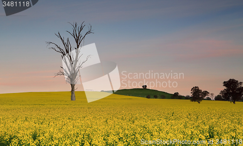 Image of Dusk skies over farmland canola fields