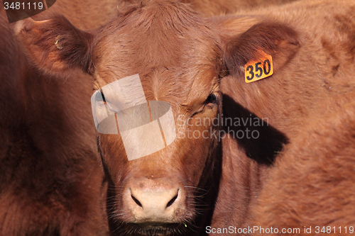 Image of Shorthorn Cattle