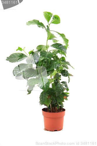 Image of coffea plant isolated