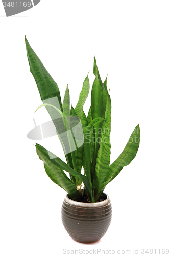 Image of Sansevieria plant isolated 