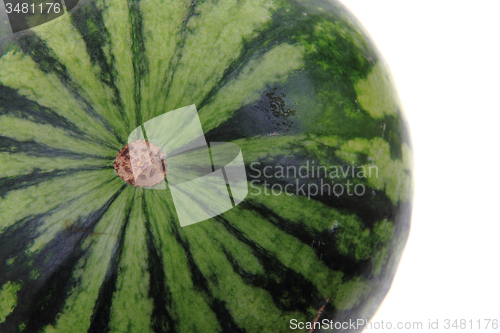 Image of green melon isolated