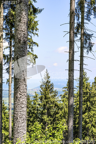 Image of Trees in Bavaria Alps