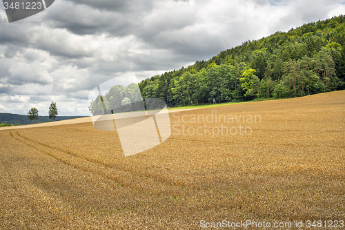 Image of Wheatfield in Franconia Germany