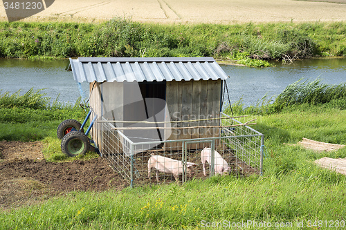 Image of pigs with shed