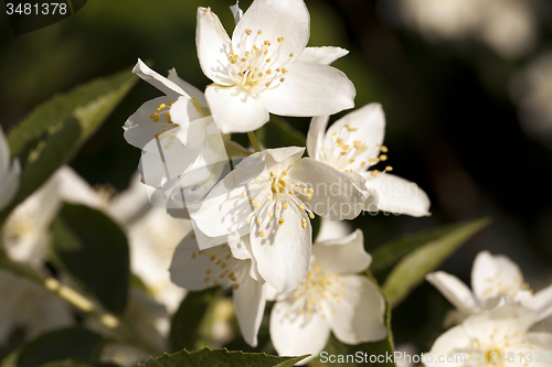 Image of jasmine flowers  