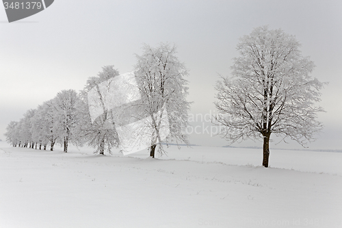 Image of winter  