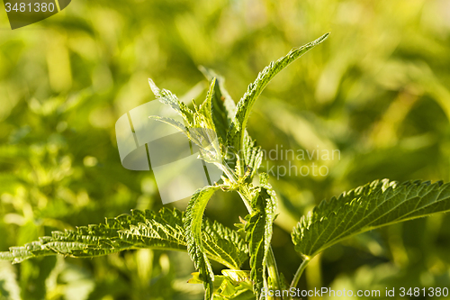 Image of green nettle  