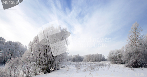 Image of winter forest  