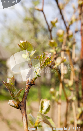 Image of the blossoming fruit-trees  