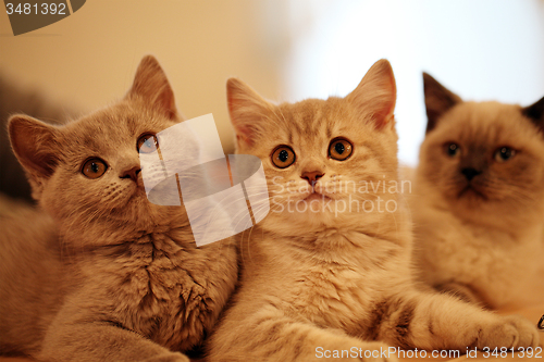 Image of British kittens  