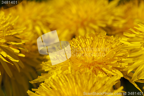 Image of dandelions  